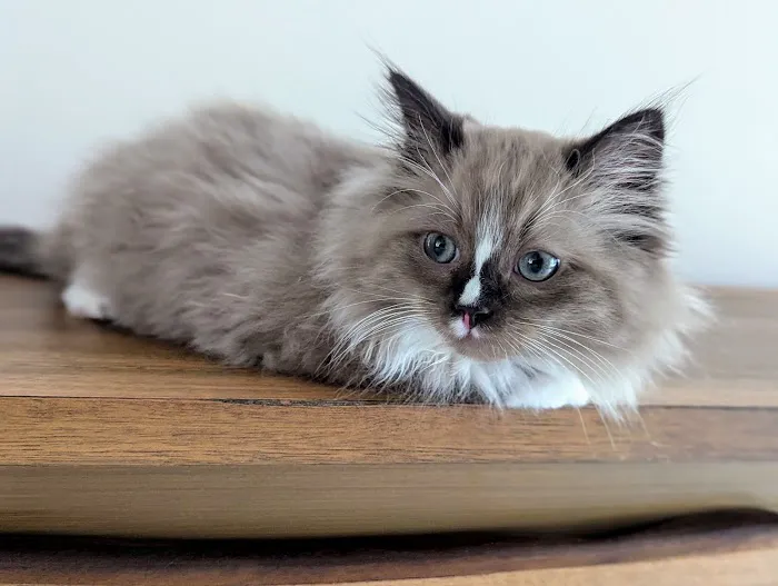 Central Iowa Ragdolls Picture 3