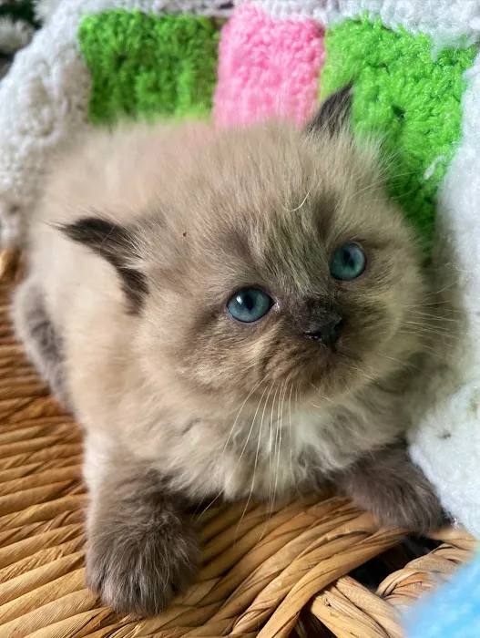 Central Iowa Ragdolls Picture 9