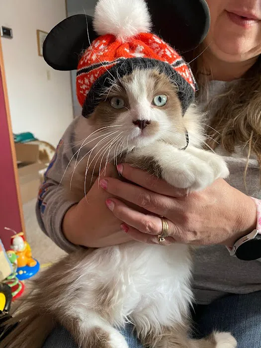 Central Iowa Ragdolls Picture 8