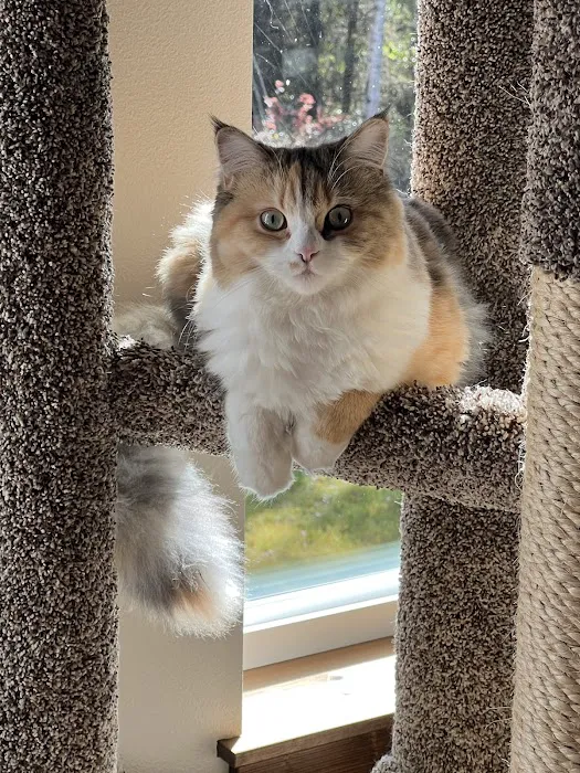 Central Iowa Ragdolls Picture 6