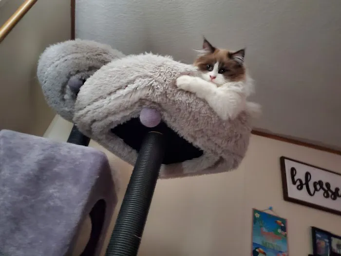 Central Iowa Ragdolls Picture 7