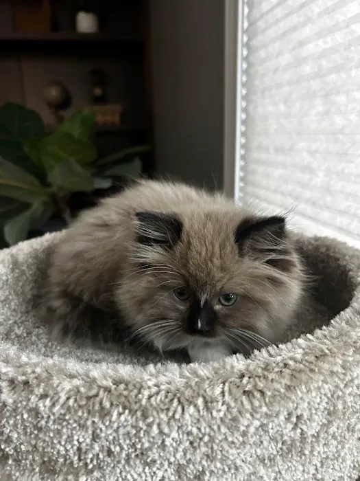 Central Iowa Ragdolls Picture 10