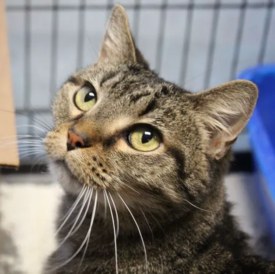 Animal Doctors Veterinary Clinic Picture 2