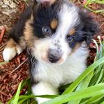 Animal Doctors Veterinary Clinic