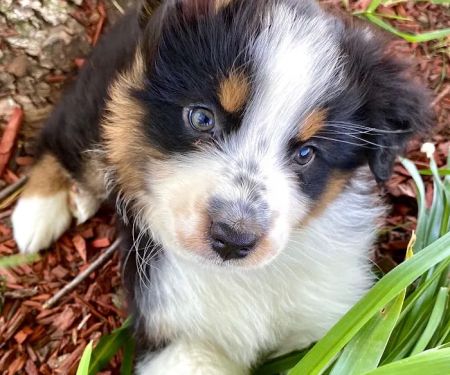 Animal Doctors Veterinary Clinic