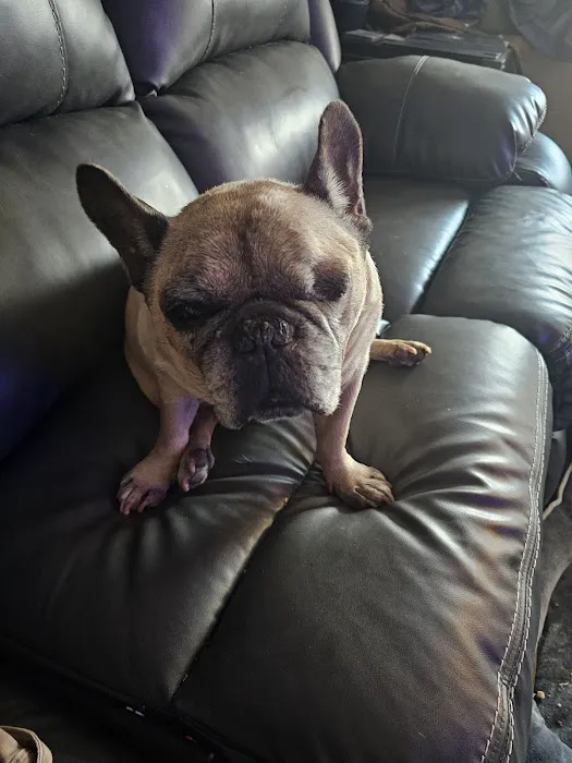 Animal Doctors Veterinary Clinic Picture 5