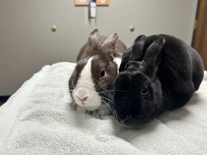 Animal Doctors Veterinary Clinic Picture 4