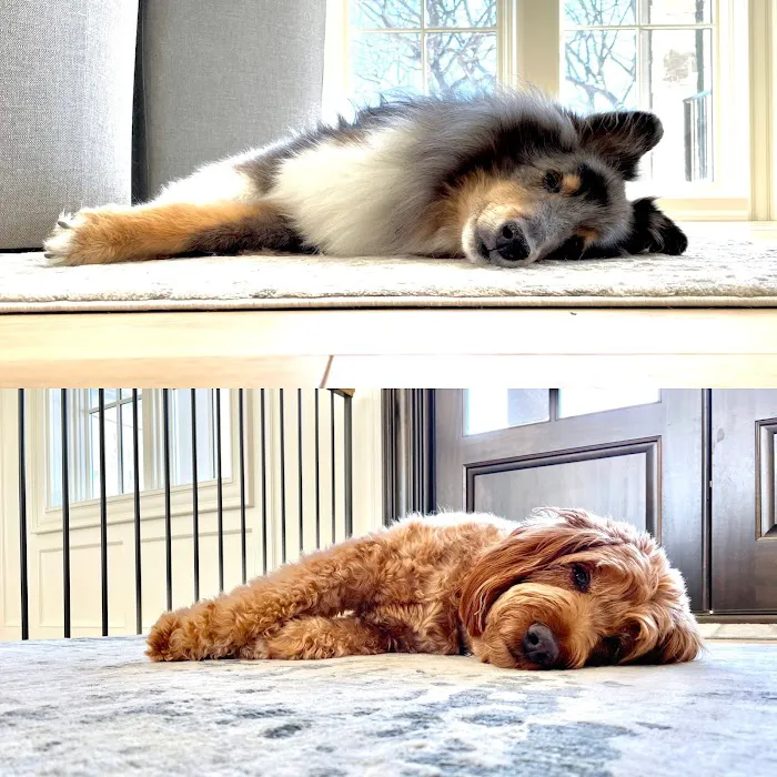 Animal Doctors Veterinary Clinic Picture 9