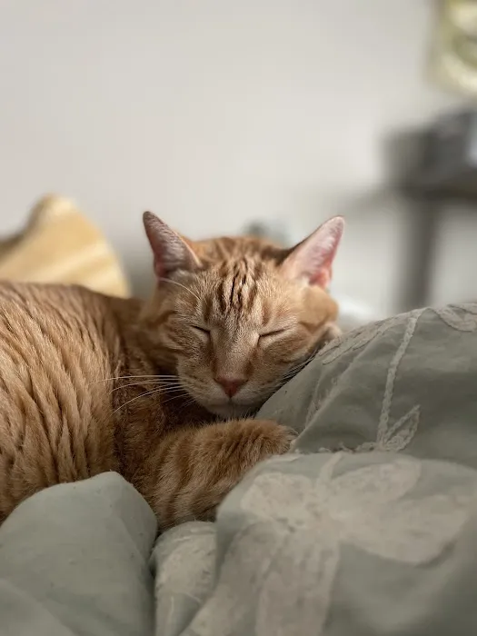 Family Pet Veterinary Center Picture 2