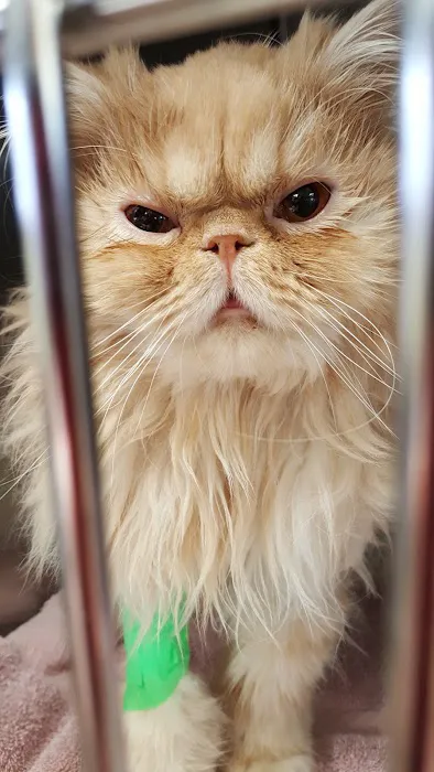 Family Pet Veterinary Center Picture 8