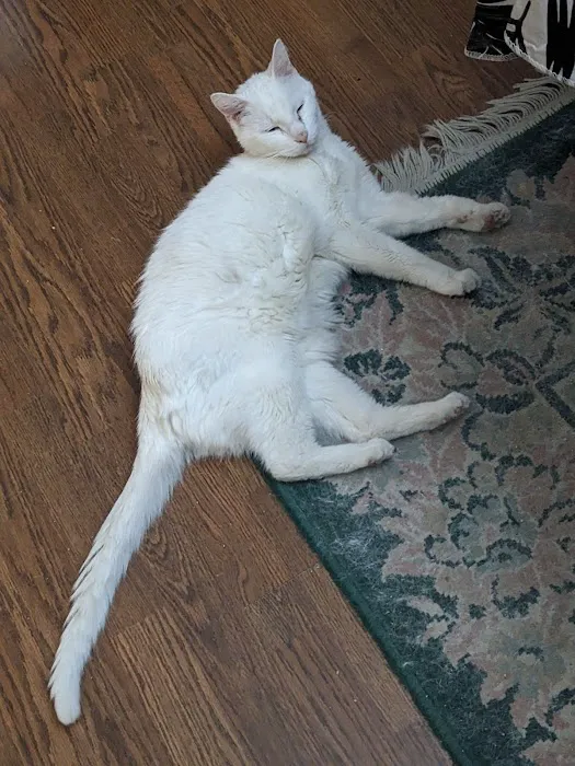 Family Pet Veterinary Center Picture 9