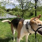 Jordan Creek Animal Hospital