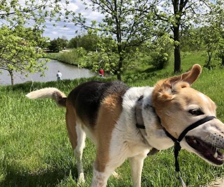 Jordan Creek Animal Hospital