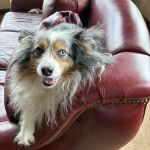 University West Pet Clinic