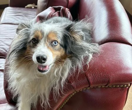 University West Pet Clinic