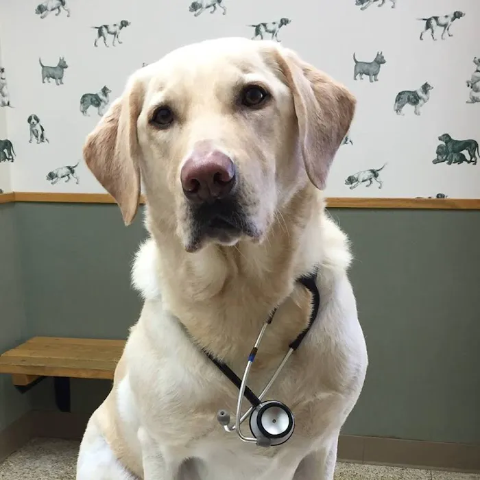 University West Pet Clinic Picture 5