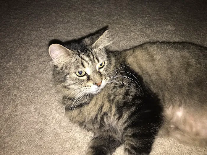 University West Pet Clinic Picture 6