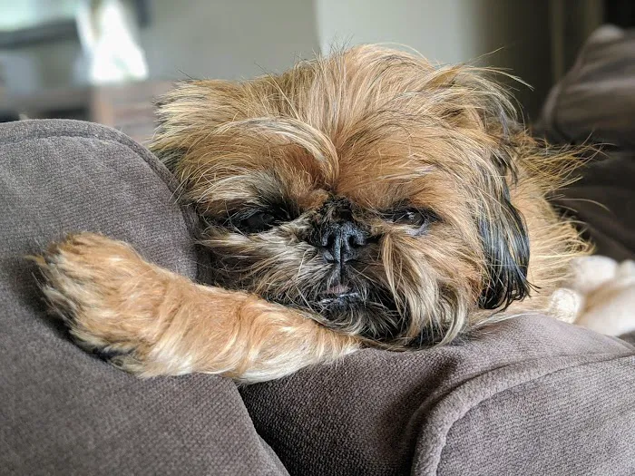 Animal Care Clinic West & Metro Cat Hospital Picture 6