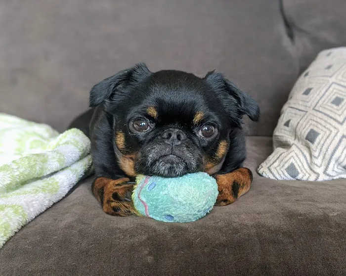 Animal Care Clinic West & Metro Cat Hospital Picture 7