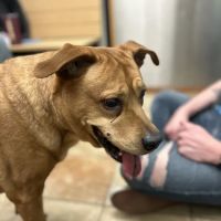 Banfield Pet Hospital ico