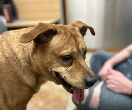 Banfield Pet Hospital