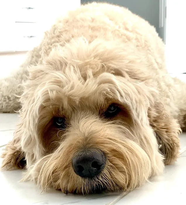 Banfield Pet Hospital Picture 3