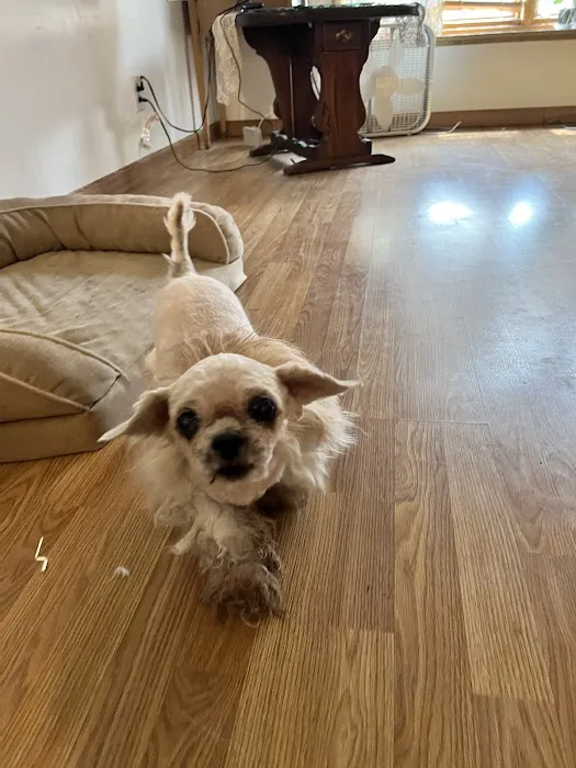 Country Village Animal Clinic Picture 1