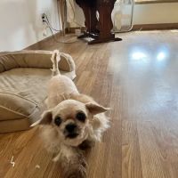 Country Village Animal Clinic ico