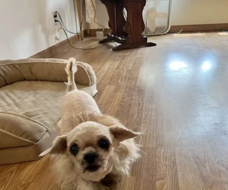 Country Village Animal Clinic