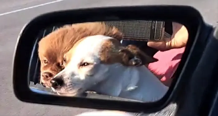 Country Village Animal Clinic Picture 8