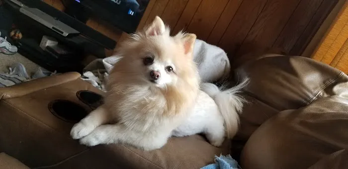 Clearview Animal Hospital Picture 1