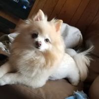 Clearview Animal Hospital ico