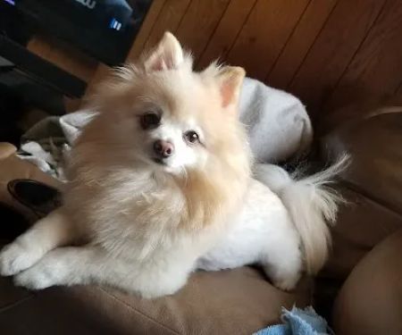 Clearview Animal Hospital