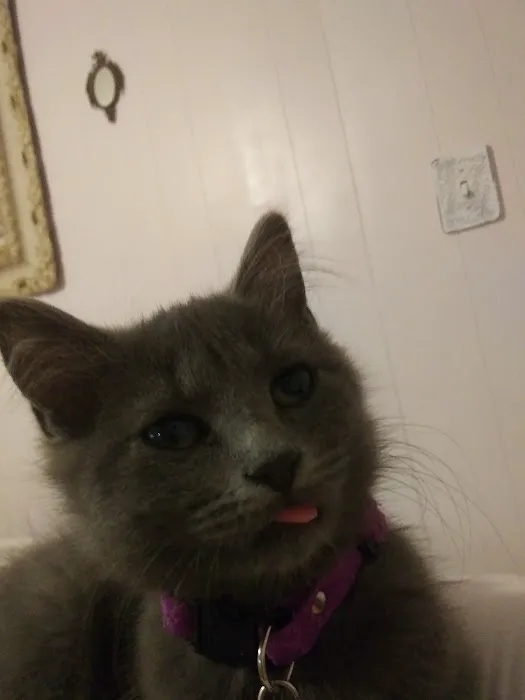 Clearview Animal Hospital Picture 3