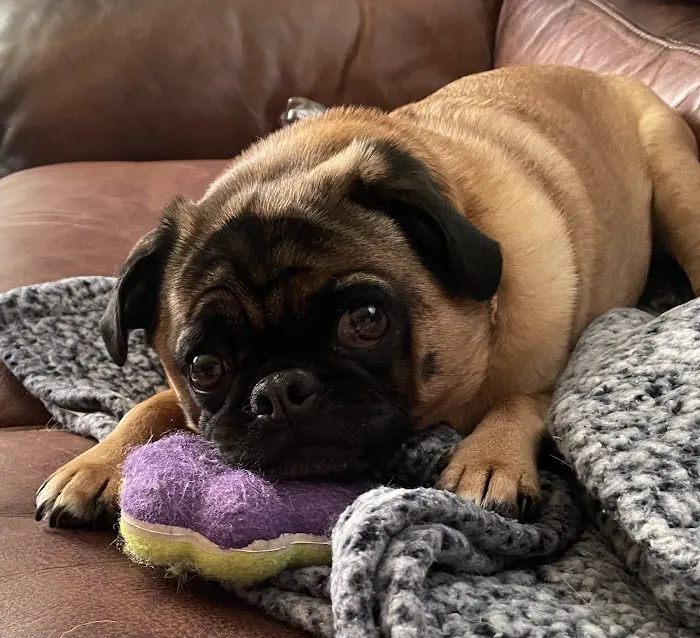 Memorial Drive Veterinary Clinic Picture 2