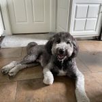 Memorial Drive Veterinary Clinic