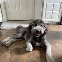 Memorial Drive Veterinary Clinic ico