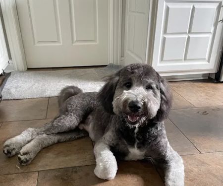 Memorial Drive Veterinary Clinic