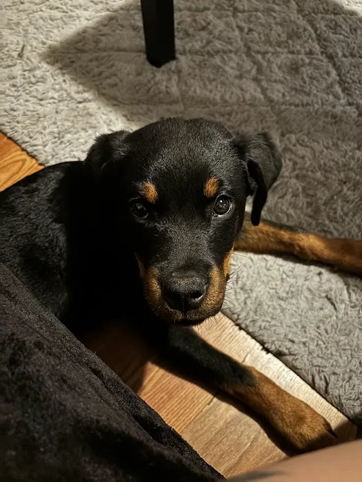 Memorial Drive Veterinary Clinic Picture 4