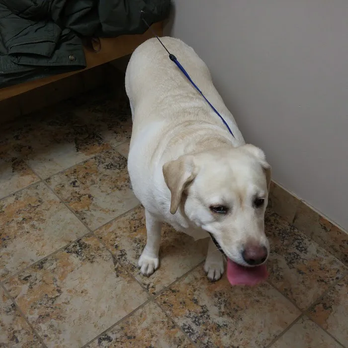 Memorial Drive Veterinary Clinic Picture 5