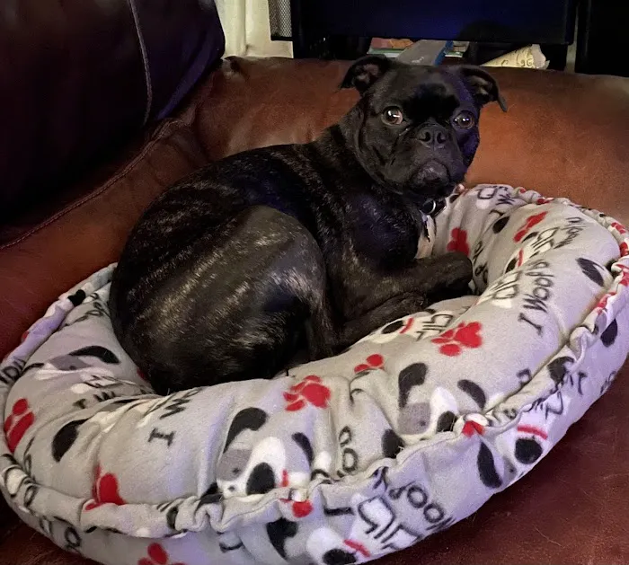 Memorial Drive Veterinary Clinic Picture 7