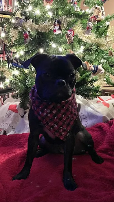 Memorial Drive Veterinary Clinic Picture 6