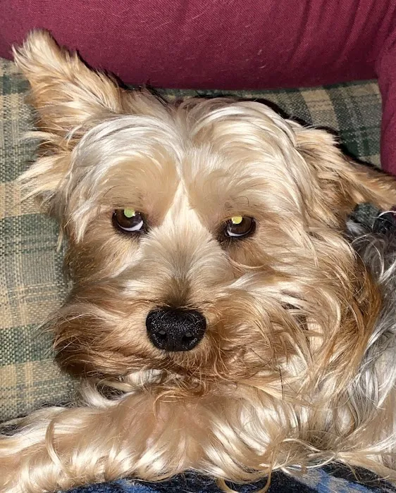 Memorial Drive Veterinary Clinic Picture 8