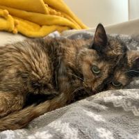 Port Cities Animal Hospital ico