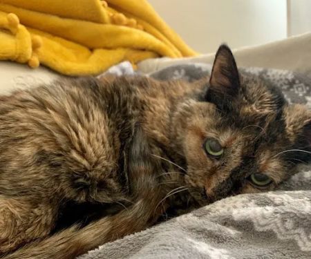 Port Cities Animal Hospital