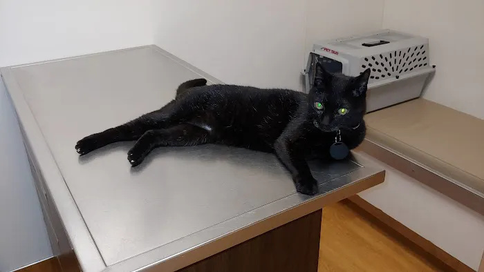 Port Cities Animal Hospital Picture 6