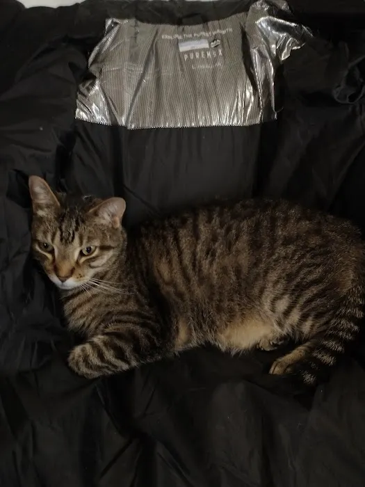 Port Cities Animal Hospital Picture 3