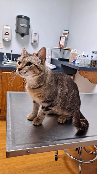 Port Cities Animal Hospital Picture 4