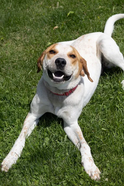 Port Cities Animal Hospital Picture 9