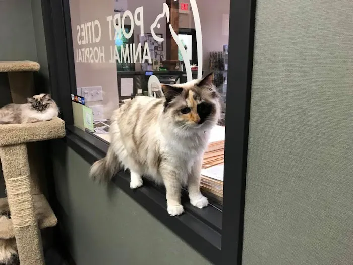 Port Cities Animal Hospital Picture 10